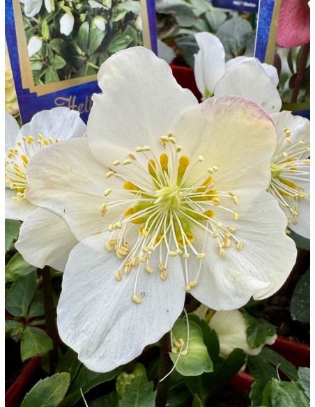 Ciemiernik biały 'Coseh 3010' HGC JERRY