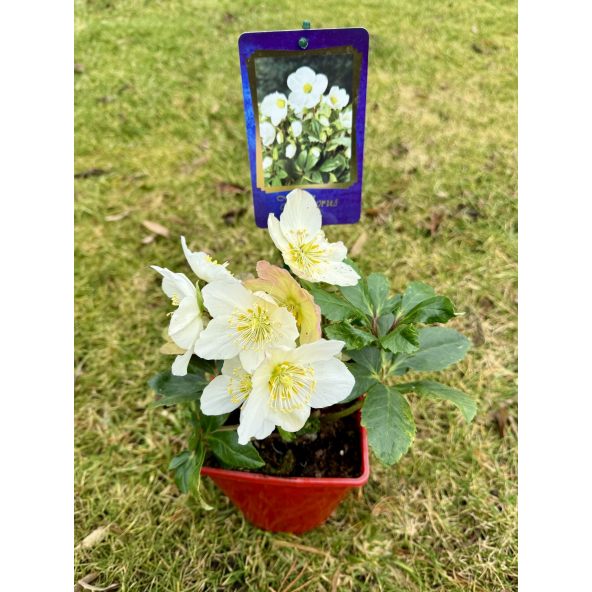 Ciemiernik biały 'Coseh 3010' HGC JERRY