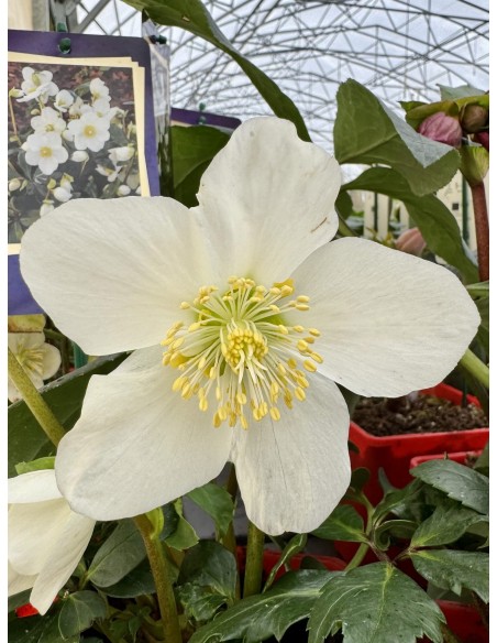 Ciemiernik biały 'Coseh 3090' HGC JOHN