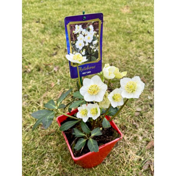 Ciemiernik biały 'Coseh 3090' HGC JOHN