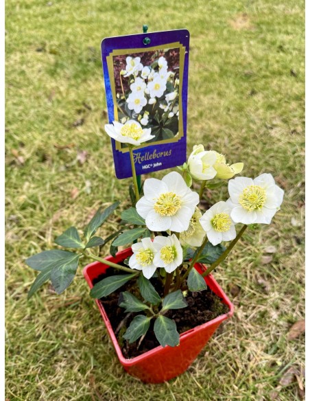 Ciemiernik biały 'Coseh 3090' HGC JOHN