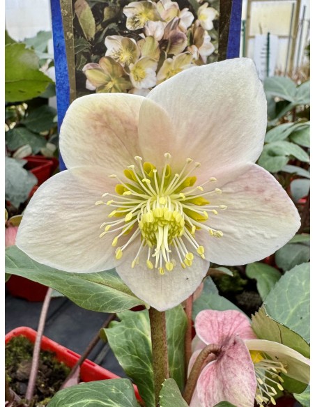 Ciemiernik Erica Smitha 'Coseh 980' HGC MARLON CREAM