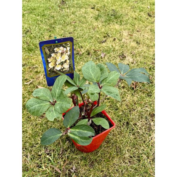 Ciemiernik Erica Smitha 'Coseh 980' HGC MARLON CREAM