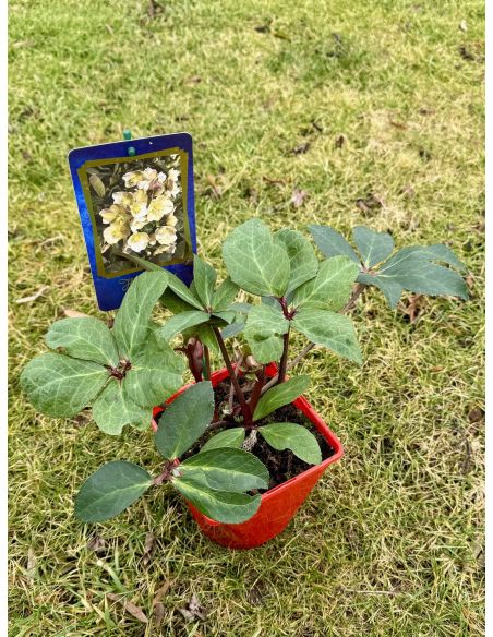 Ciemiernik Erica Smitha 'Coseh 980' HGC MARLON CREAM