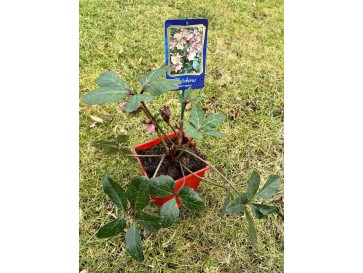 Ciemiernik Ballard 'Coseh 810' HGC MERLIN