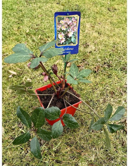 Ciemiernik Ballard 'Coseh 810' HGC MERLIN