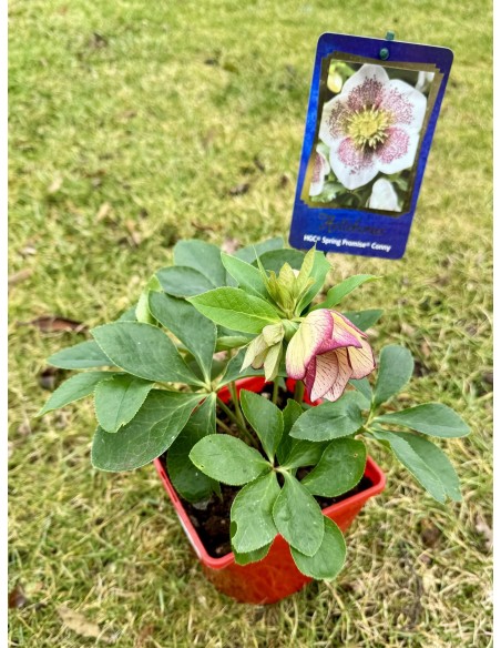 Ciemiernik mieszańcowy 'HLR 160' HGC SP CONNY