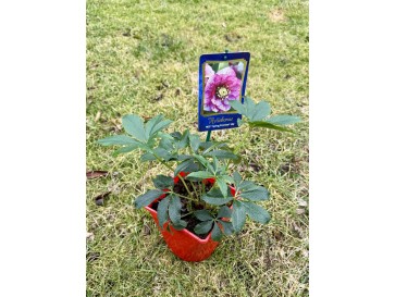 Ciemiernik mieszańcowy 'HLR 210' HGC SP LILY