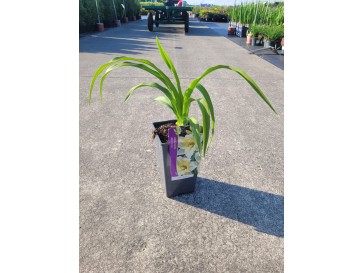 Liliowec 'Arctic Snow'