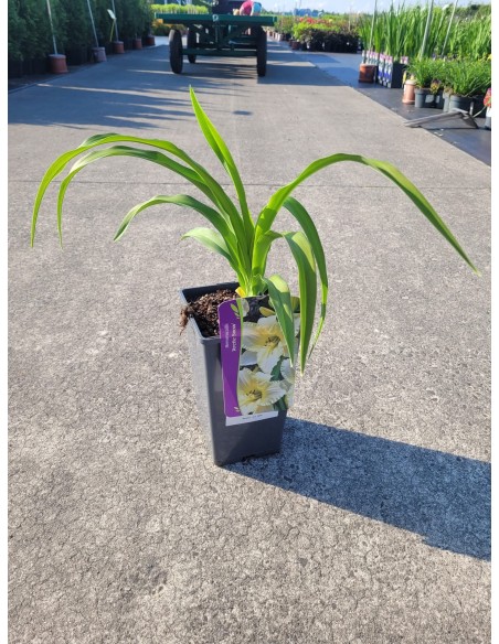 Liliowec 'Arctic Snow'