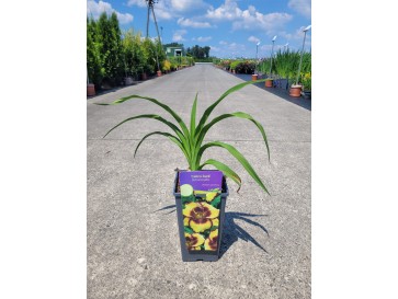 Liliowiec 'Calico Jack'