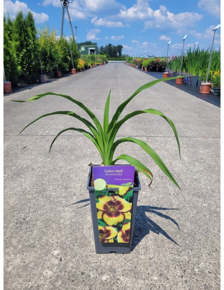 Liliowiec 'Calico Jack'