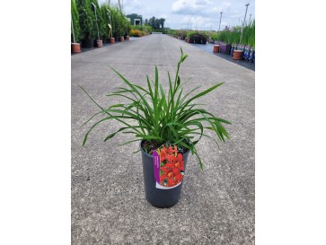 Liliowiec 'Crimson Pirate'