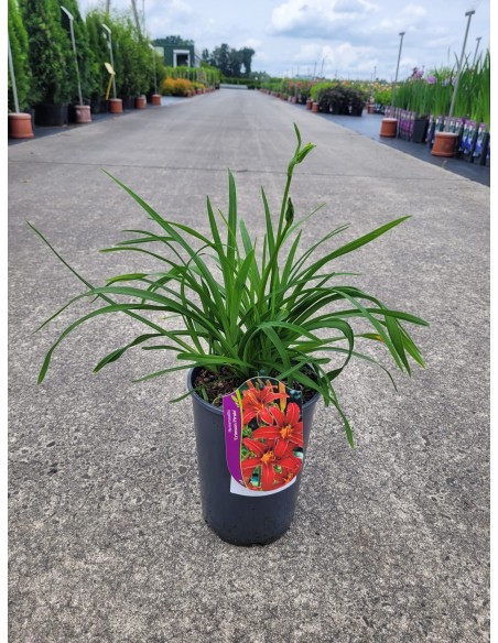 Liliowiec 'Crimson Pirate'