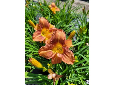 Liliowiec 'VER00274' EVERYDAYLILY BRONZE