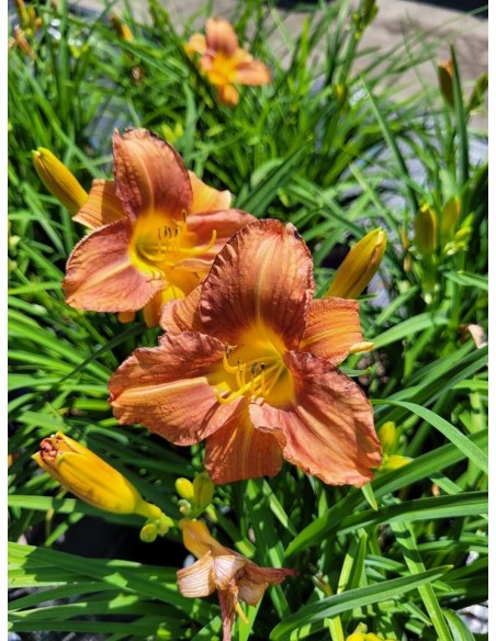 Liliowiec 'VER00274' EVERYDAYLILY BRONZE