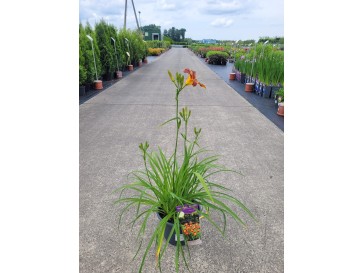 Liliowiec 'VER00322' EVERYDAYLILY RED RIBS