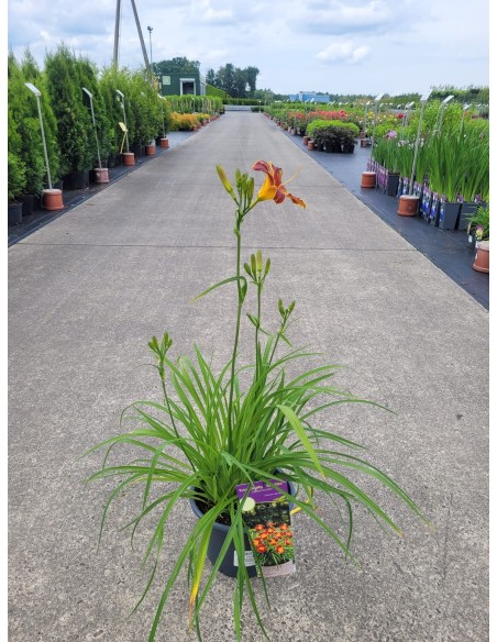 Liliowiec 'VER00322' EVERYDAYLILY RED RIBS