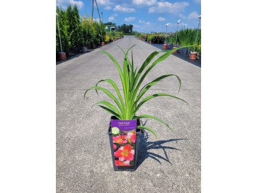 Liliowiec 'Final Touch'