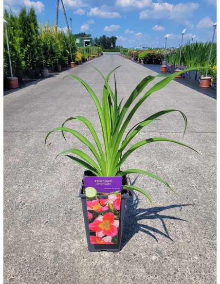 Liliowiec 'Final Touch'