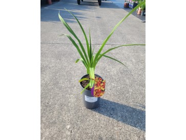 Liliowiec 'Frans Hals'