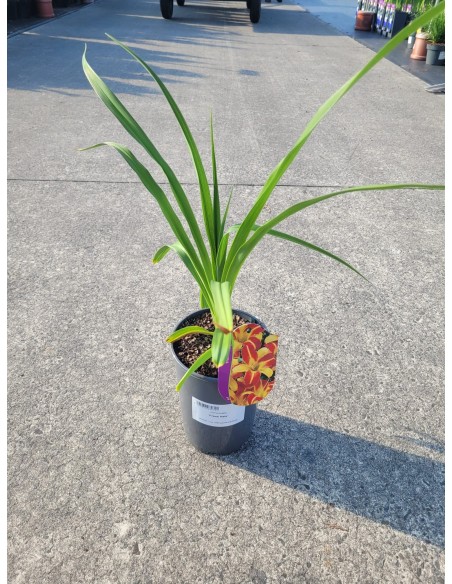 Liliowiec 'Frans Hals'