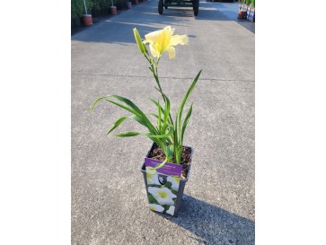 Liliowiec 'Gentle Shepherd'