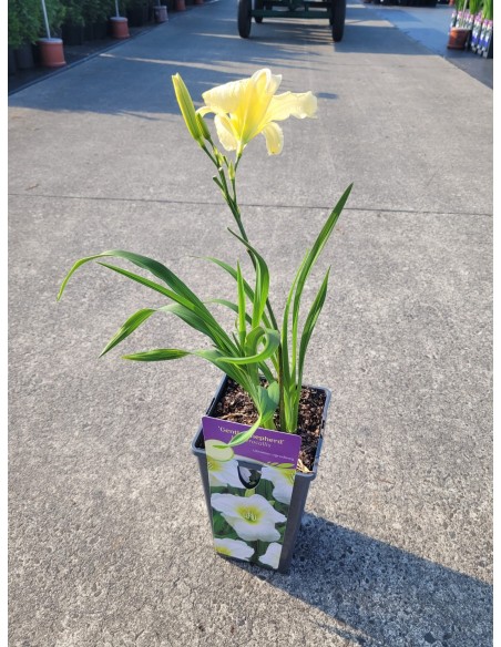 Liliowiec 'Gentle Shepherd'