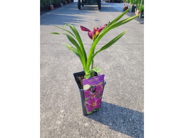 Liliowiec 'Grape Velvet'