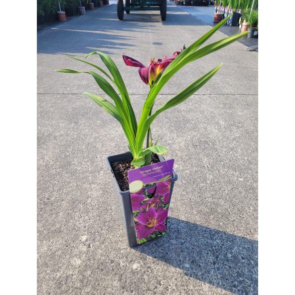 Liliowiec 'Grape Velvet'