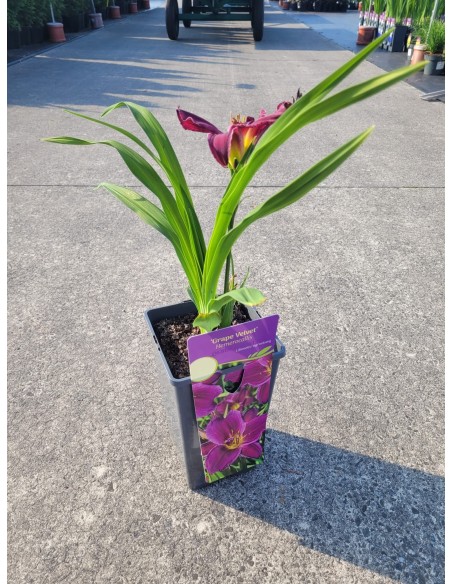 Liliowiec 'Grape Velvet' Liliowiec 'Grape Velvet'