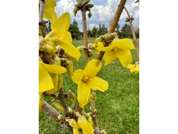 Forsycja pośrednia 'Goldrausch'