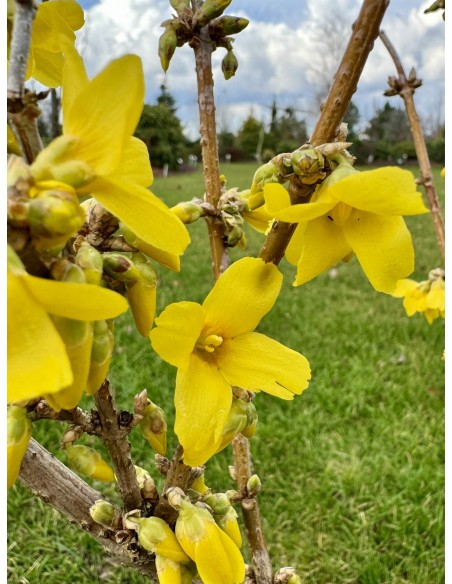 Forsycja pośrednia 'Goldrausch'