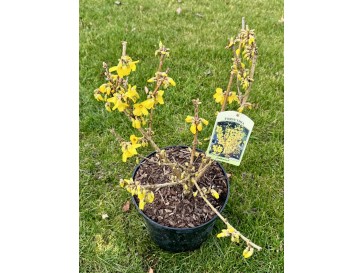 Forsycja pośrednia 'Goldrausch' 2