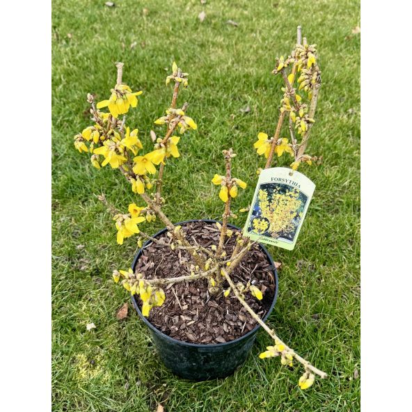 Forsycja pośrednia 'Goldrausch'