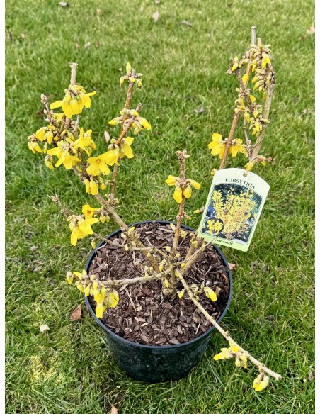 Forsycja pośrednia 'Goldrausch'