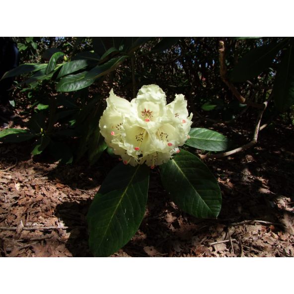 'King Size' - różanecznik z serii GREEN GIANTS
Rhododendron (brachycarpum x macabeanum) x macabeanum 'King Size'