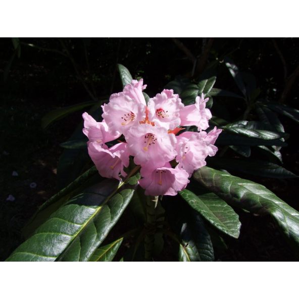 'Cinnamon Princess' - różanecznik z serii GREEN GIANTS
Rhododendron campanulatum x rex 'Cinnamon Princess'