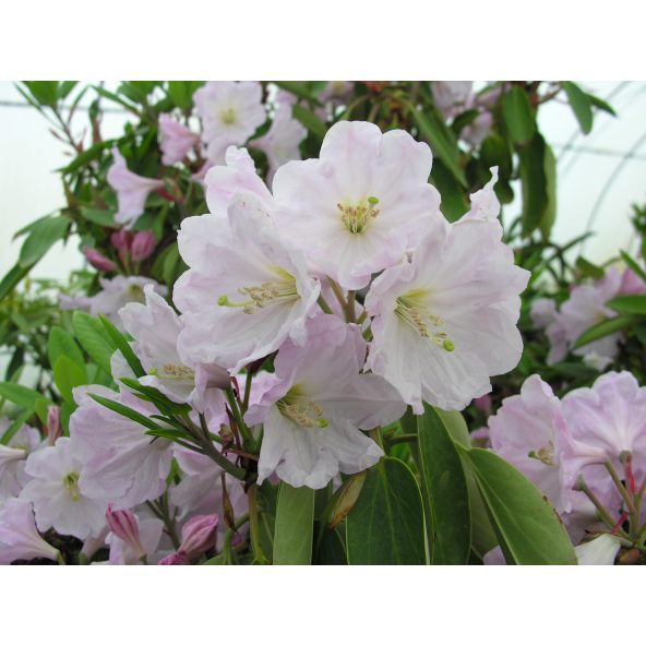 'Fortuna' - różanecznik z serii GREEN GIANTS
Rhododendron (fortunei x ungernii) x hemsleyanum 'Fortuna'