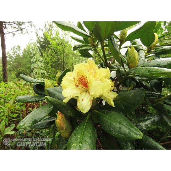 'Kristian's Sunshine' - różanecznik wielkokwiatowy
Rhododendron hybridum - 'Kristian's Sunshine'