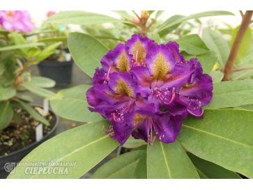 'Izabela Czartoryska' - różanecznik wielkokwiatowy
Rhododendron hybridum 'Izabela Czartoryska'