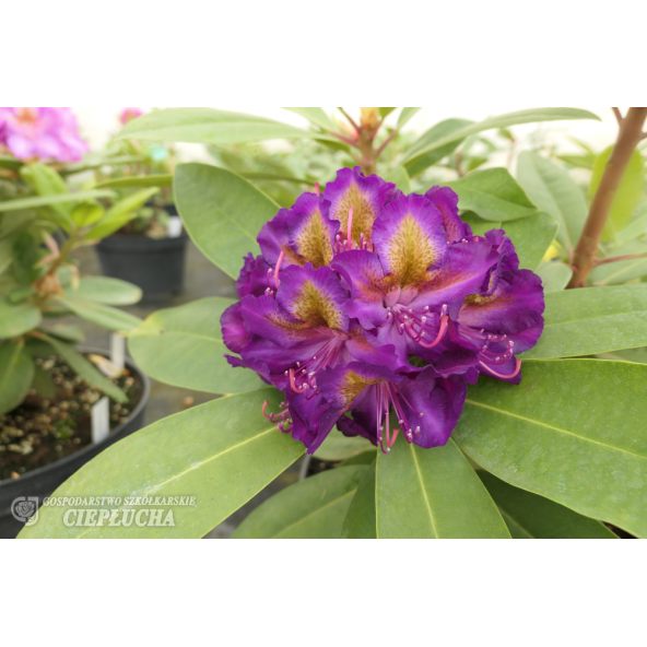 'Izabela Czartoryska' - różanecznik wielkokwiatowy
Rhododendron hybridum 'Izabela Czartoryska'