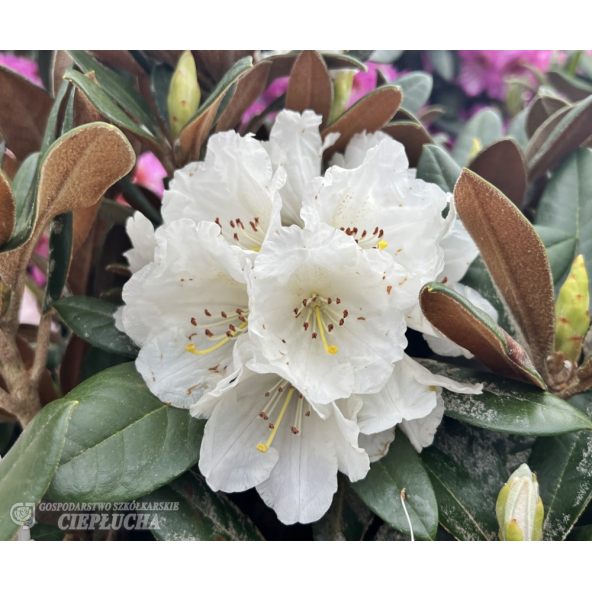 'Bengt's Bear' - różanecznik pachysanthum x yakushimanum
Rhododendron pachysanthum x yakushimanum 'Bengt's Bear'