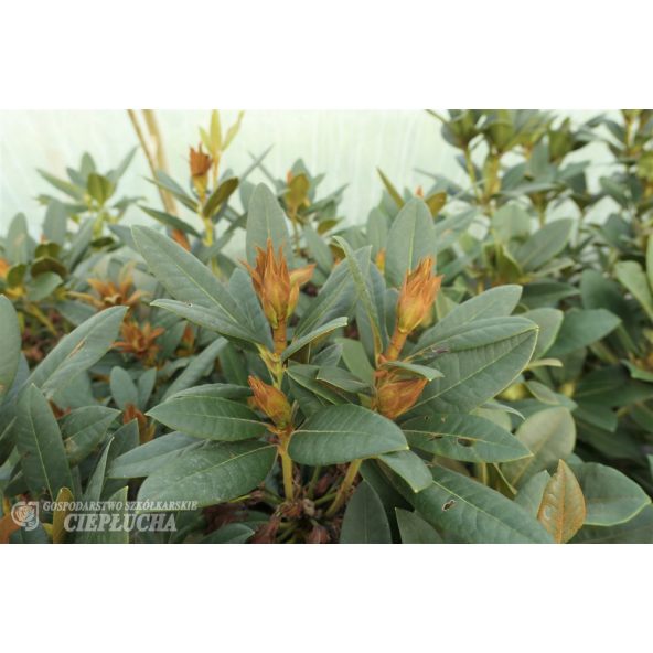 'Circus' - różanecznik
Rhododendron 'Circus'