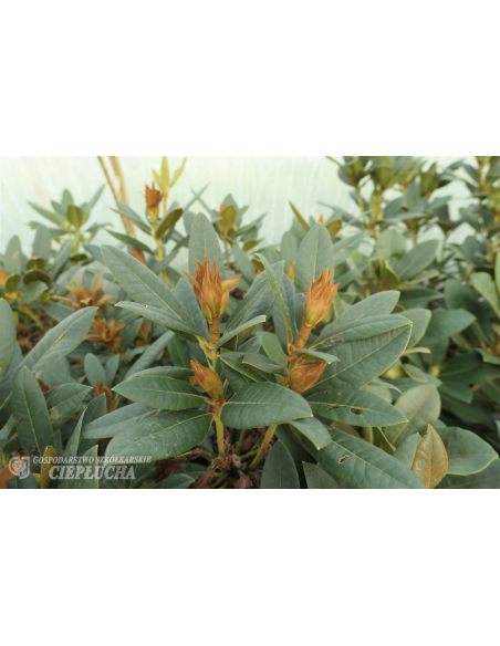 'Circus' - różanecznik
Rhododendron 'Circus'