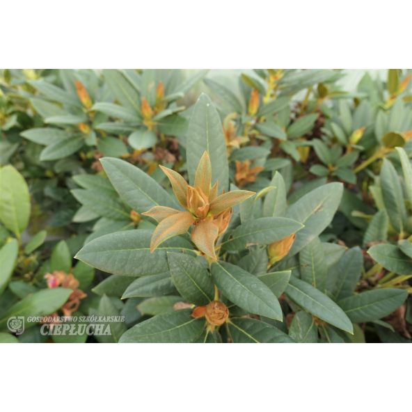 'Circus' - różanecznik
Rhododendron 'Circus'