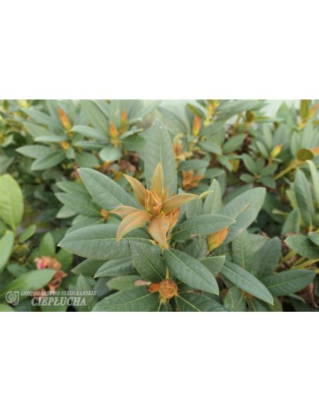 'Circus' - różanecznik
Rhododendron 'Circus'