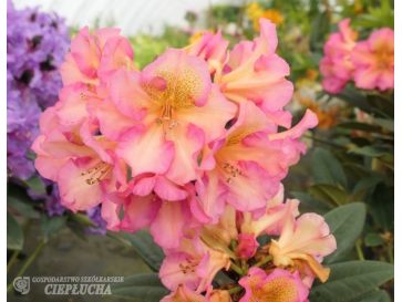 'Circus' - różanecznik
Rhododendron 'Circus'