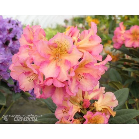 'Circus' - różanecznik
Rhododendron 'Circus'