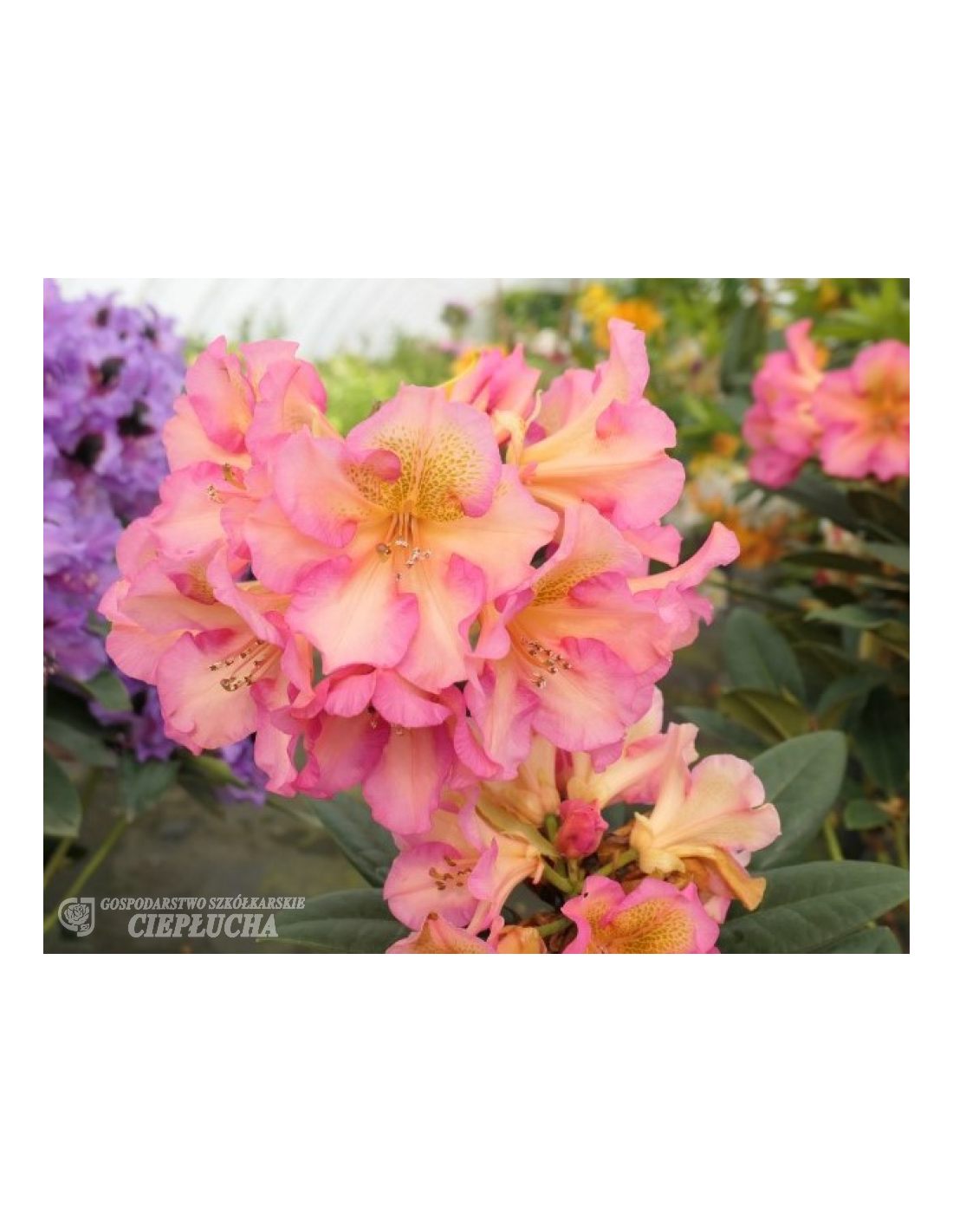 Rododendrony kolekcyjne